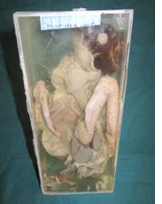 鴿解剖浸制標本