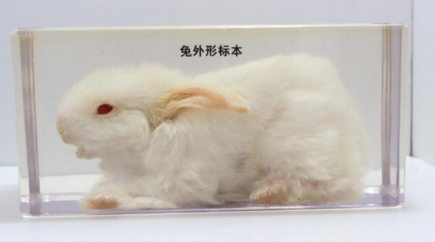 兔外形標本