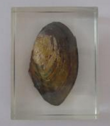 河蚌浸制標本