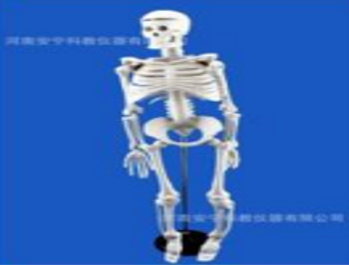 兒童骨骼模型
