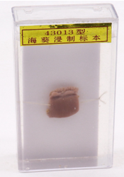 ?？麡?biāo)本